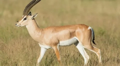 Jaran - long-legged pouštní rezident